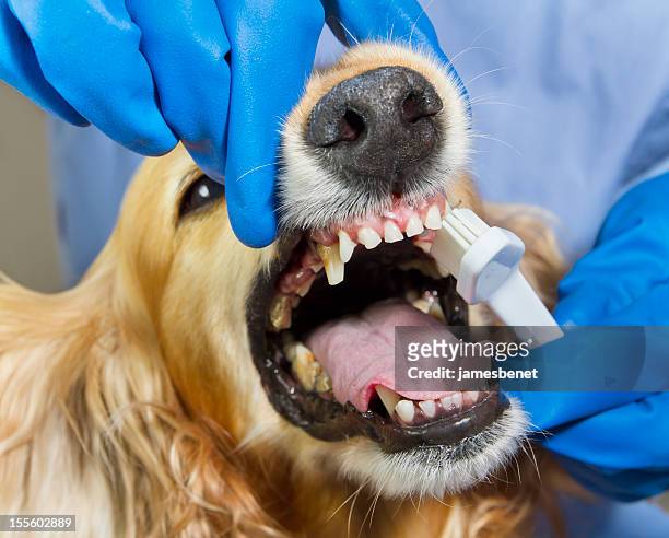 perro dentista limpieza - animal teeth fotografías e imágenes de stock