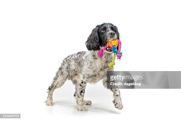 time for a game - dog's toy stockfoto's en -beelden
