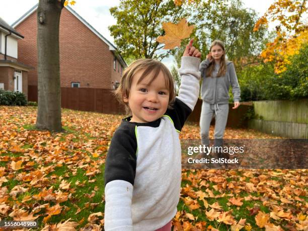 mira mi hoja - mes fotografías e imágenes de stock