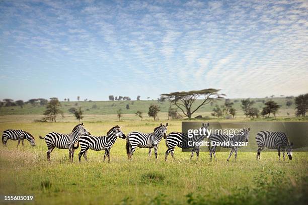 zebra stripes 2 - serengeti-national-park stock-fotos und bilder
