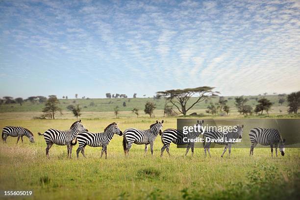 zebra stripes 2 - tanzania ストックフォトと画像