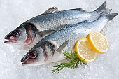 Two full sea bass fish on ice with lemon garnish