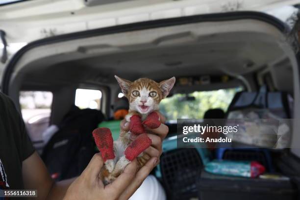 Member of Paw Protectors Association , located in Ankara, holds a rescued cat found in extinguishing area after fire broke out in Kemer district of...