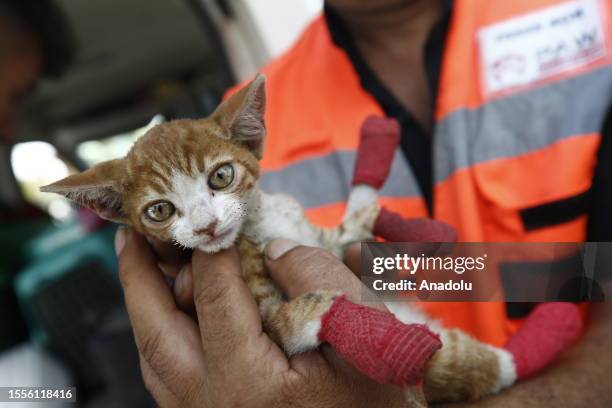 Member of Paw Protectors Association , located in Ankara, holds a rescued cat found in extinguishing area after fire broke out in Kemer district of...
