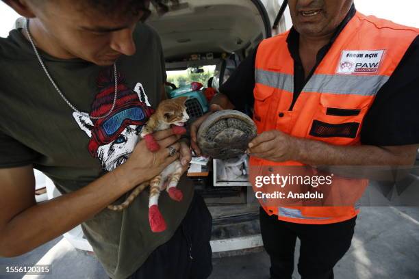 Members of Paw Protectors Association , located in Ankara, hold rescued cat and turtle found in extinguishing area after fire broke out in Kemer...