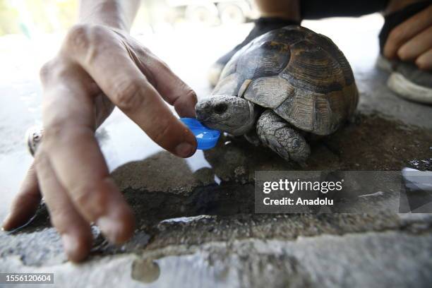 Member of Paw Protectors Association , located in Ankara, makes a rescued turtle water as the turtle was found in extinguishing area after fire broke...