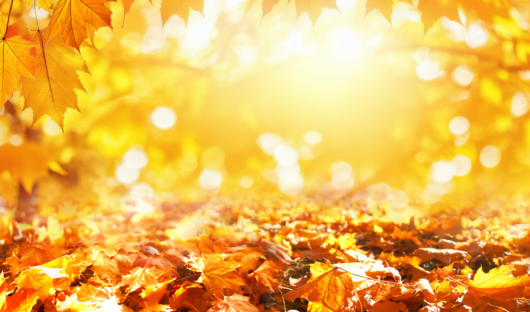 seasonal theme