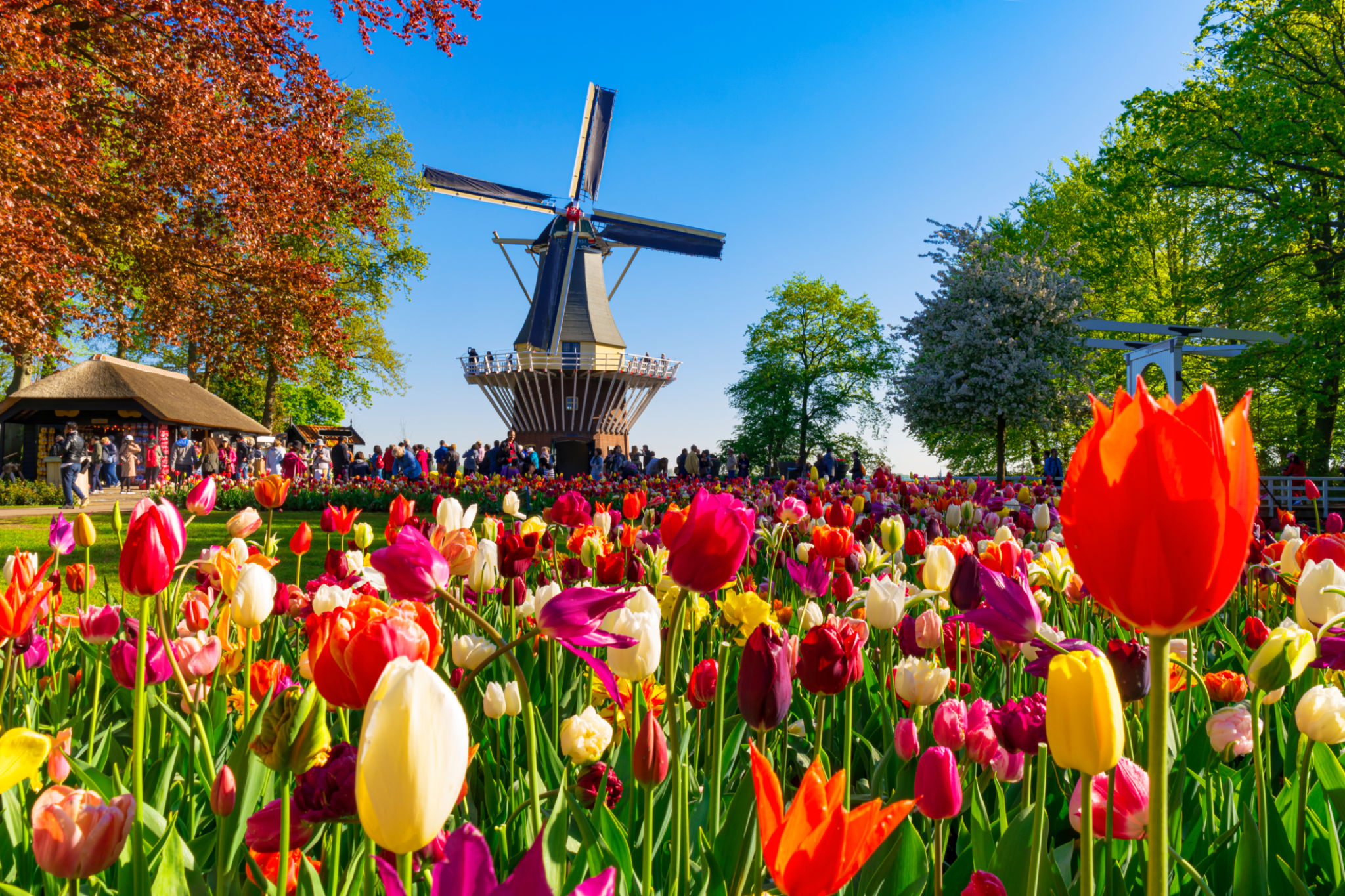 tulips amsterdam