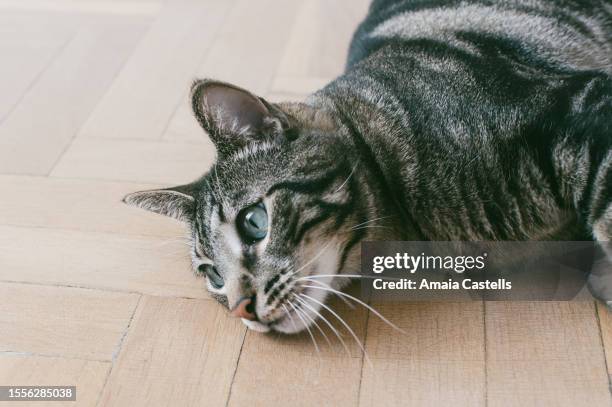 primer plano de cara de gatito tumbado en el suelo - cara de gusto stock pictures, royalty-free photos & images