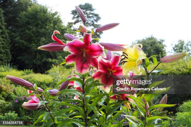 close-up of stargazer & yellow lilies in english garden - lilium stargazer - fotografias e filmes do acervo