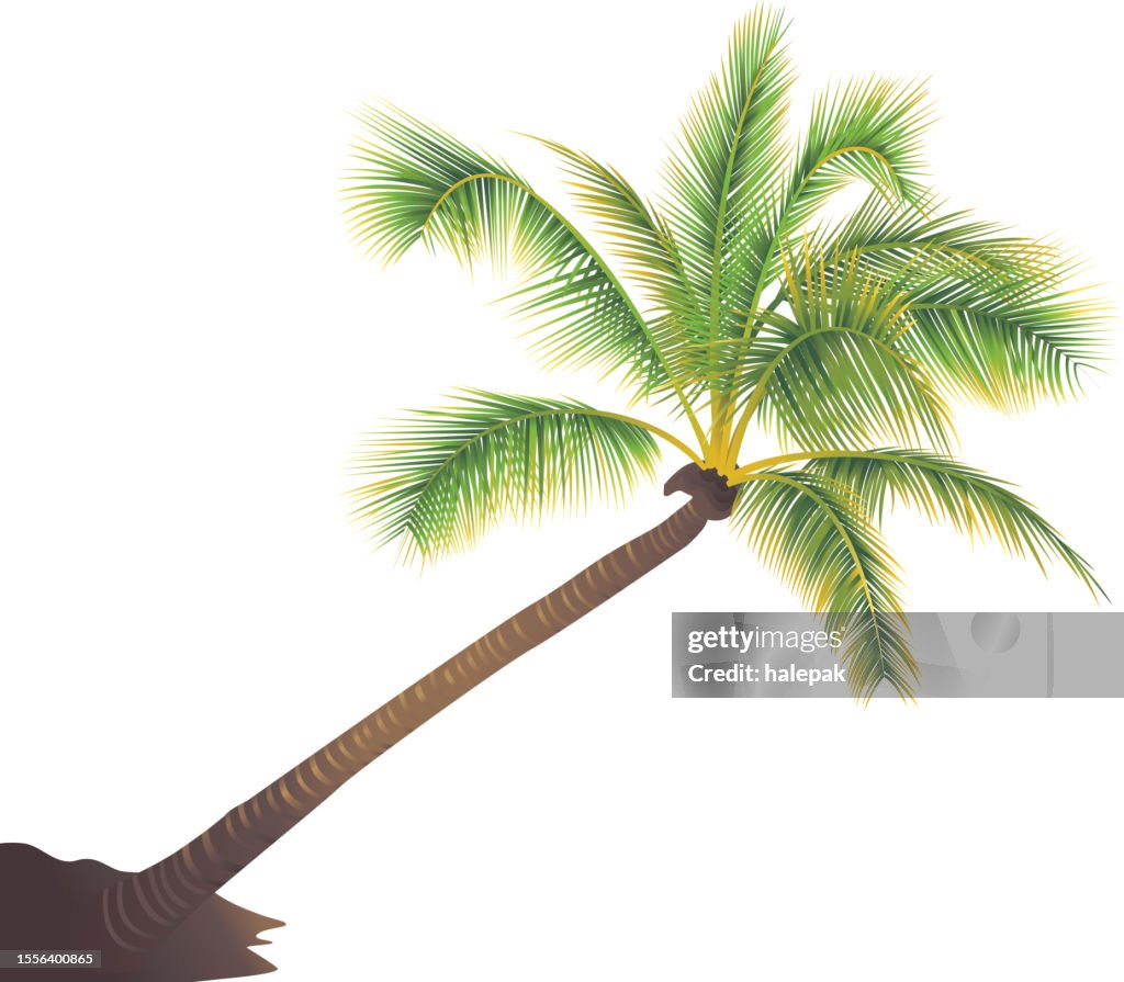 Palm tree
