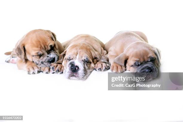 british bulldog pups 7 weeks - english bulldog on white stock pictures, royalty-free photos & images