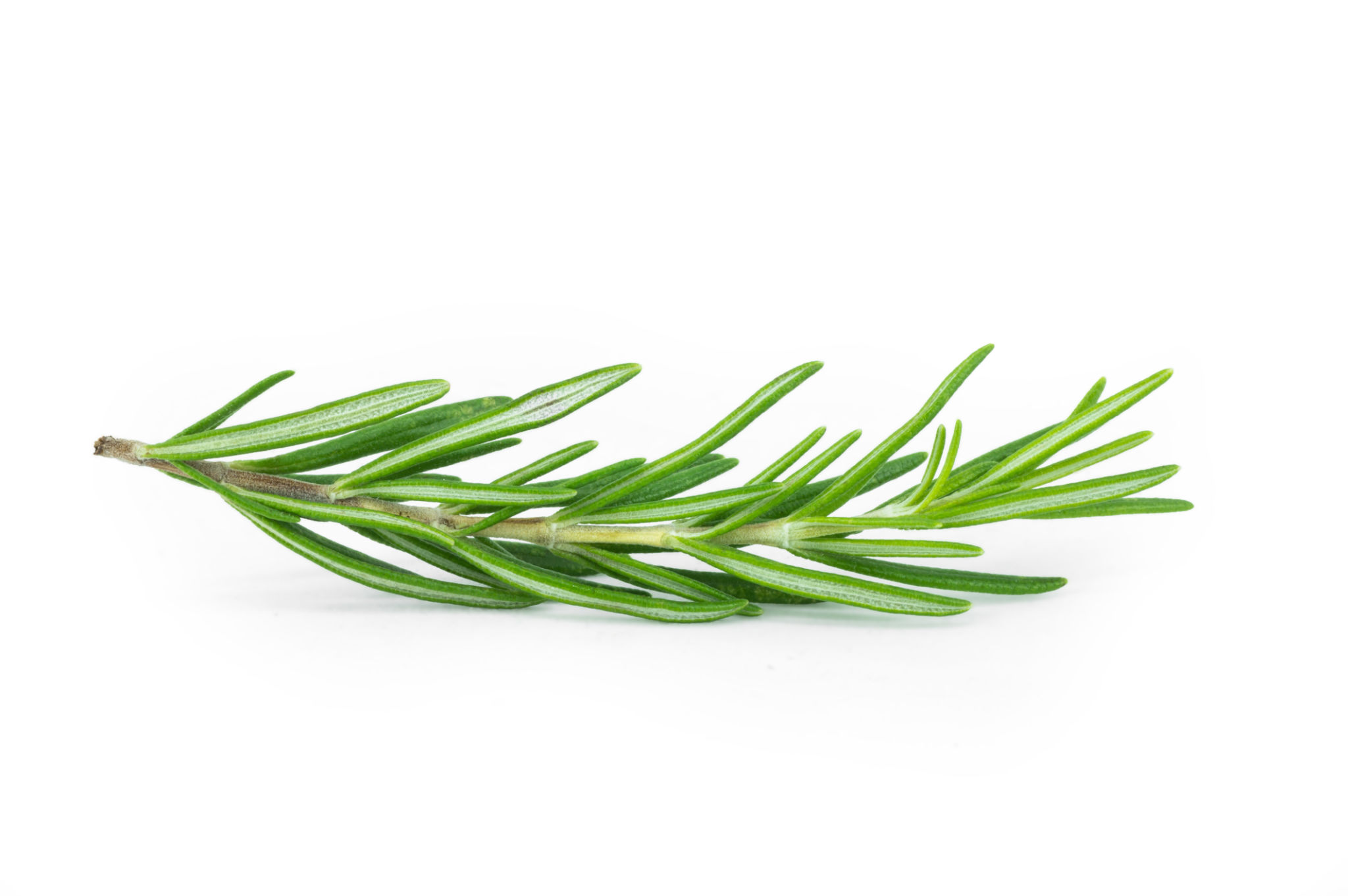 rosemary plant