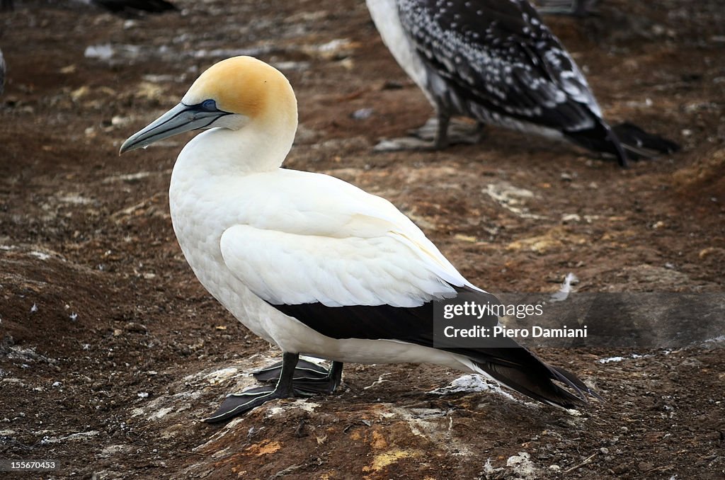 Australasian Gannet