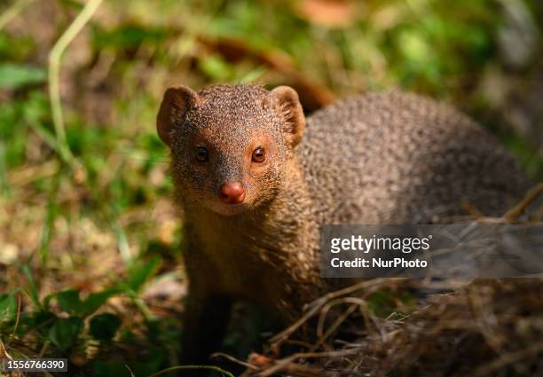 Wild Indian grey mongoose mother brings her cubs into the forest to teach them how to hunt and eat. While the cubs are trying to eat or play, the...
