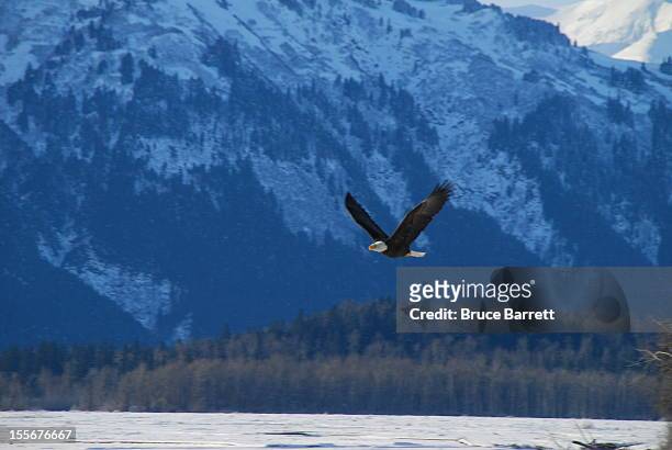 eagle in flight - rio chilkat imagens e fotografias de stock