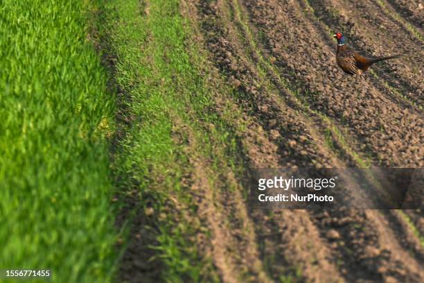 Pheasant seen in a field on May 14 in Markowa, near Rzeszow, Poland. Rapeseed fields are not only beautiful and picturesque, but also widely...