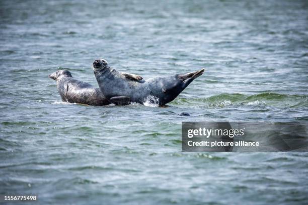 July 2023, Mecklenburg-Western Pomerania, Freest: Two grey seals lie on a rock in shallow water off the Baltic Sea island of Ruden. The animals,...
