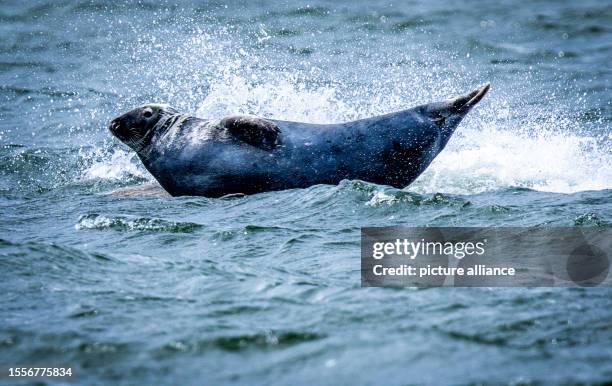 July 2023, Mecklenburg-Western Pomerania, Freest: A grey seal lies on a rock in the shallow water off the Baltic Sea island of Ruden and is washed...
