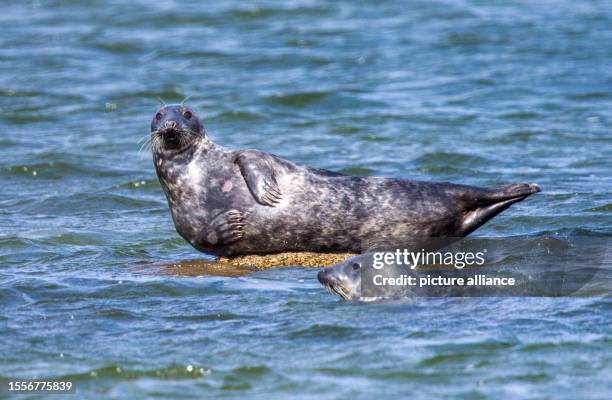 July 2023, Mecklenburg-Western Pomerania, Freest: A grey seal lies on a rock in shallow water off the Baltic Sea island of Ruden. The animals, which...