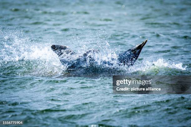 July 2023, Mecklenburg-Western Pomerania, Freest: A grey seal lies on a rock in the shallow water off the Baltic Sea island of Ruden and is washed...