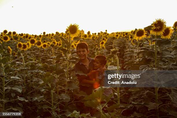 Children play on the sunflower fields during sunset at Maarrat Misrin town in Idlib, Syria on July 26, 2023. The fields turned yellow with the...