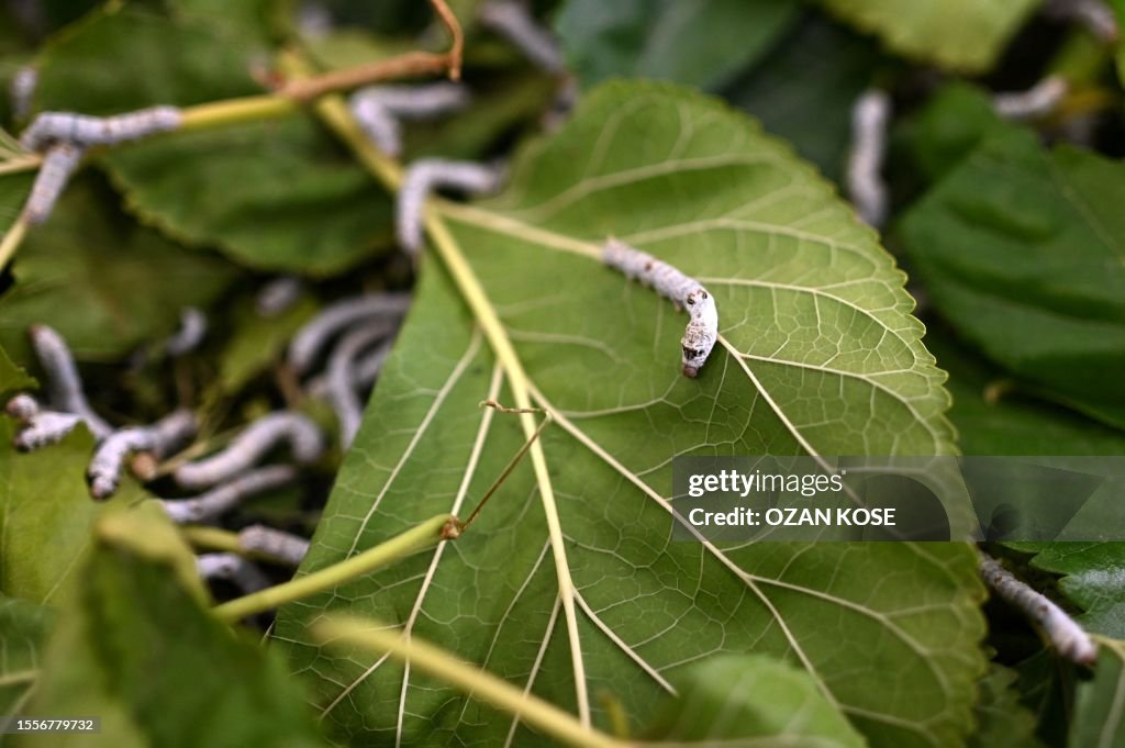 TURKEY-QUAKE-ECONOMY-SILK