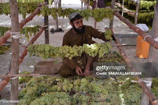 An Afghan farmer places grapes for drying to make raisins in a farm at Panjwai district of Kandahar province on July 27, 2023.