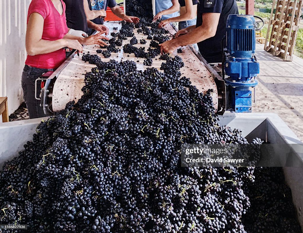 Sorting Grapes Beaujolais