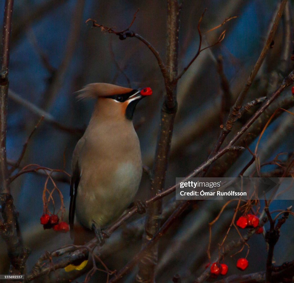 Bohemian Waxwing - Bombycilla carrulus - Silkitopp