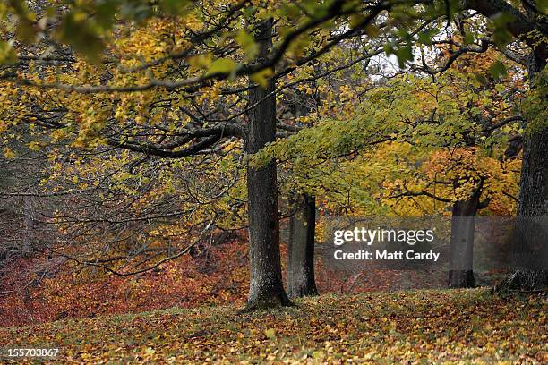 Autumn colours are still visible on the leaves of the various tree species growing at Westonbirt, The National Arboretum on November 7, 2012 in...