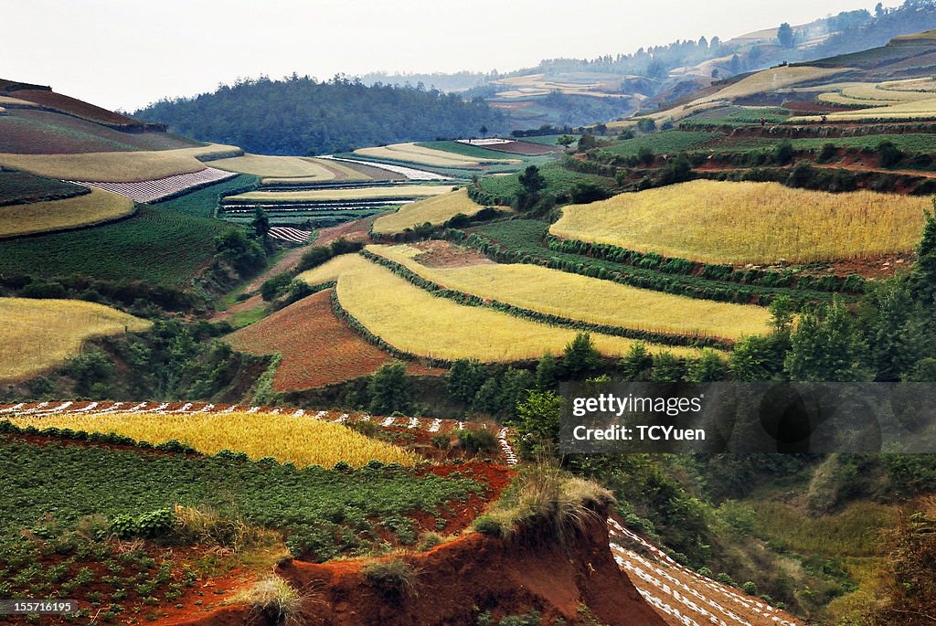 Beautiful Farmland in Yunnan, China