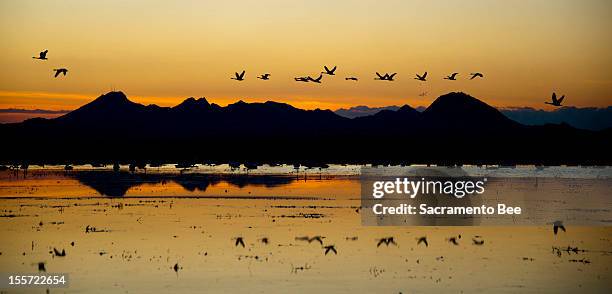 Sutter Buttes Rice Sutter Buttes Photos and Premium High Res Pictures - Getty Images