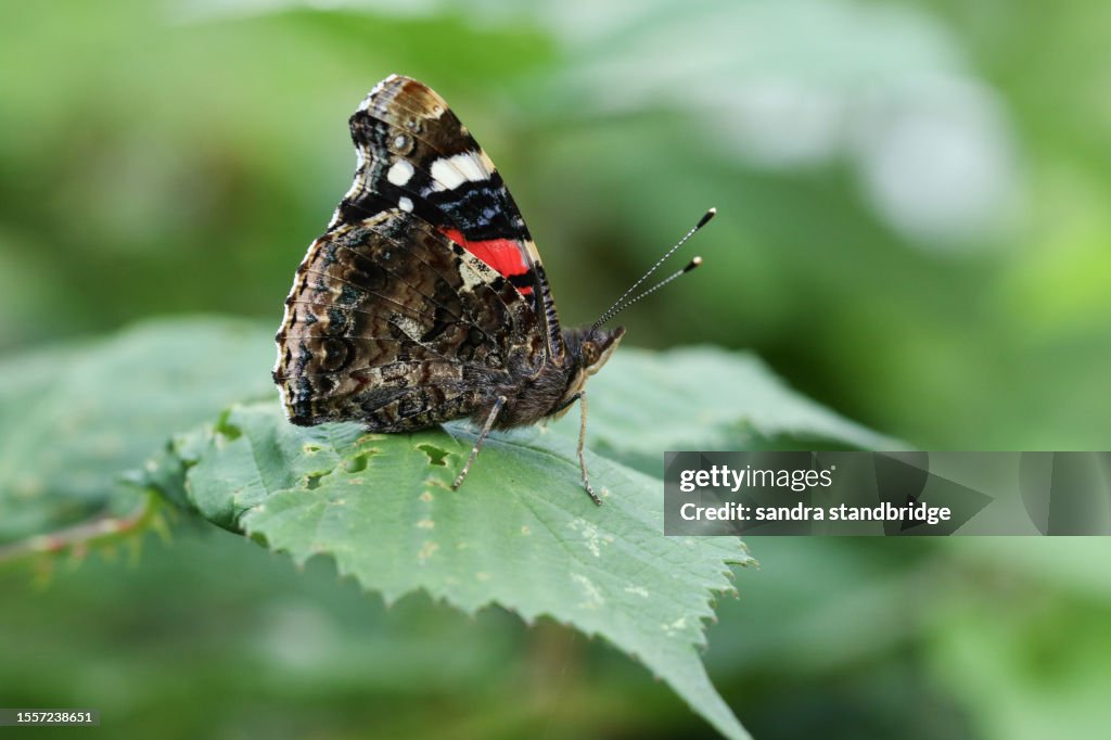 A pretty Red Admiral Butterfly, Vanessa atalanta, resting on a leaf.