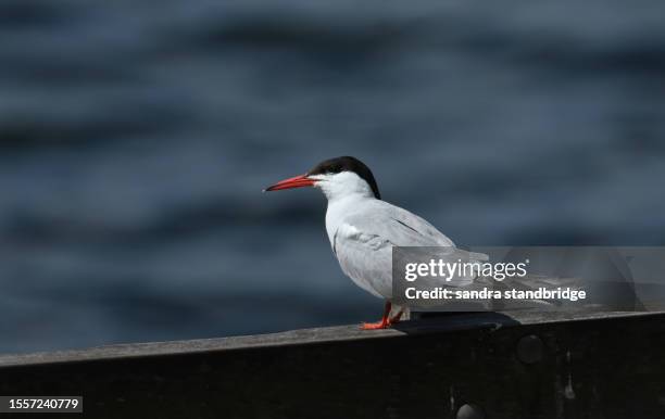 a common tern, sterna hirundo, resting on a fence at the edge of a lake. - tern stock pictures, royalty-free photos & images