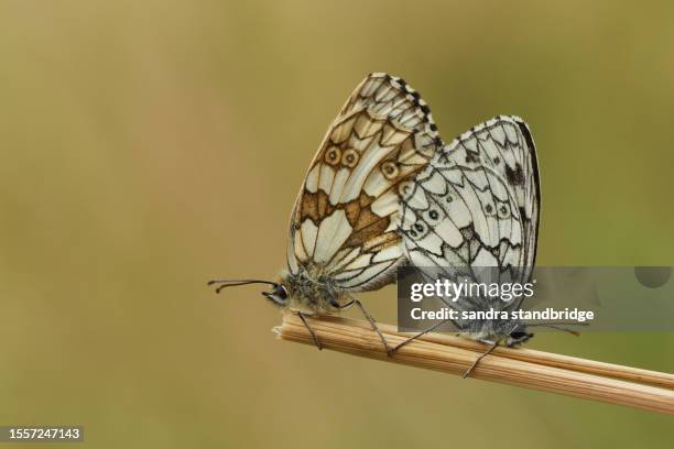 a mating pair of marbled white butterfly, melanargia galathea, resting on a plant stem in a meadow. - mating stock pictures, royalty-free photos & images