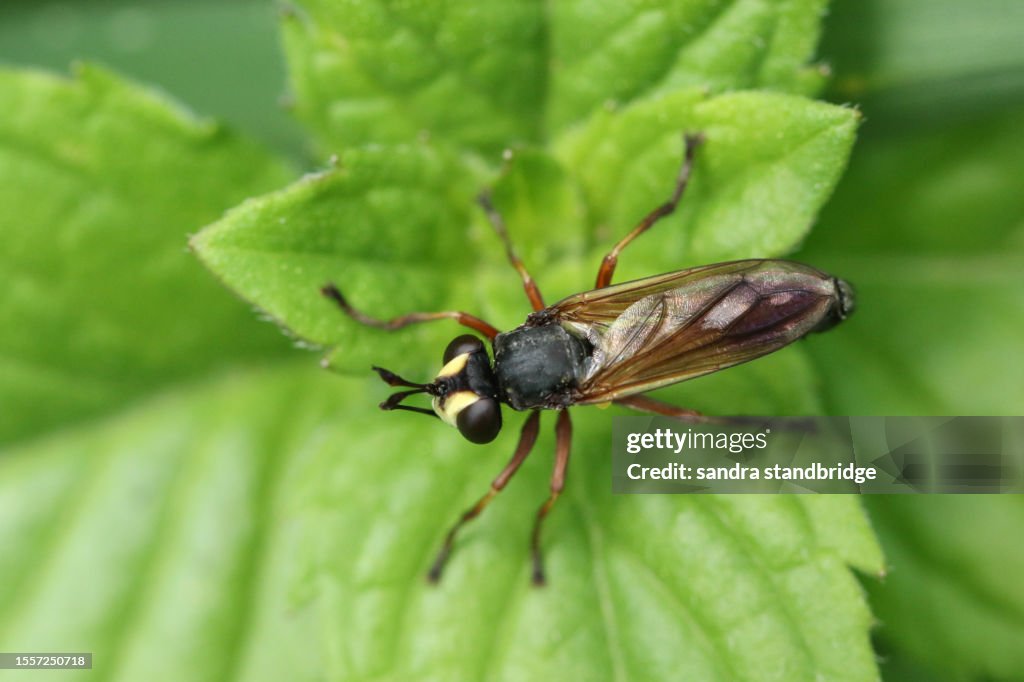 A Thicked-headed Fly, Physocephala rufipes, resting on a leaf.