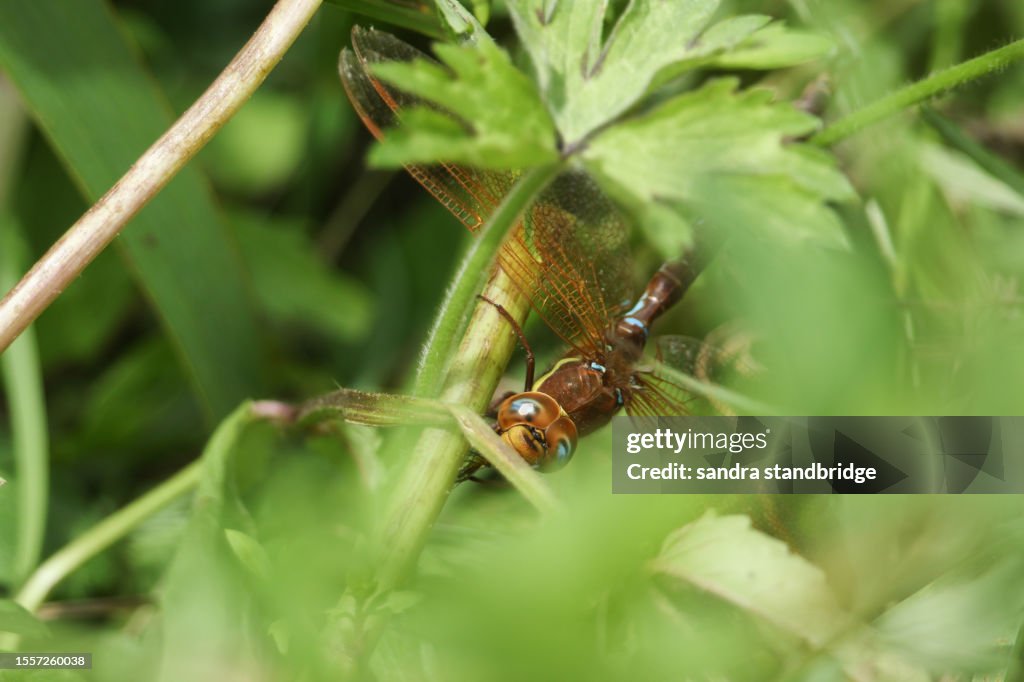 A Brown Hawker Dragonfly, Aeshna grandis, feeding on an insect deep in the vegetation in a field.
