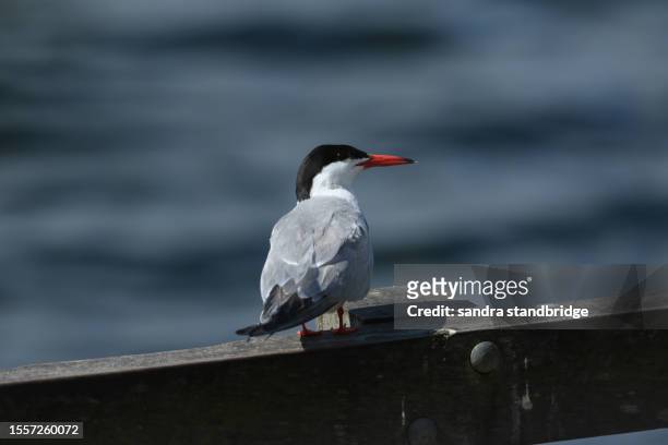 a common tern, sterna hirundo, resting on a fence at the edge of a lake. - tern stock pictures, royalty-free photos & images