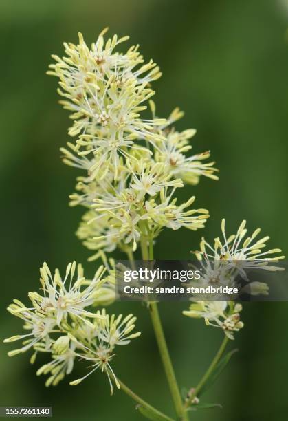 the flower of a common meadow-rue plant, thalictrum flavum, growing along the side of a stream. - rue stock pictures, royalty-free photos & images