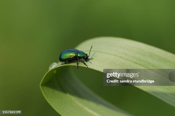 a leaf beetle, chrysolina varians, on a reed. - chrysolina stock pictures, royalty-free photos & images
