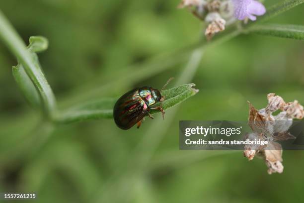 a rosemary beetle, chrysolina americana, on a lavender plant leaf. - chrysolina stock pictures, royalty-free photos & images