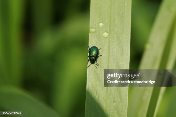 a leaf beetle, chrysolina varians, on a reed. - chrysolina stock pictures, royalty-free photos & images
