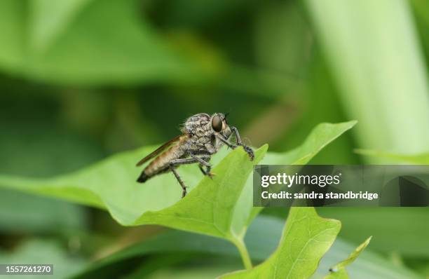 a hunting golden-tabbed robberfly, eutolmus rufibarbis, resting on a leaf. - tabbed stock pictures, royalty-free photos & images