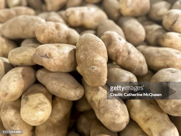 heap of fresh potatoes at market - american potato farm stockfoto's en -beelden