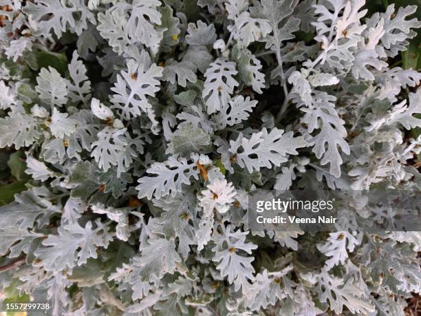 full frame photo of jacobaea maritima/ silver ragwort/silver dust in the garden/canada - cineraria maritima stock pictures, royalty-free photos & images