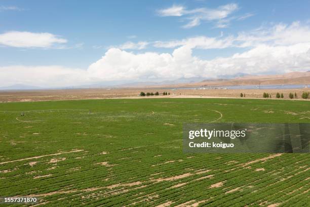 grassland cultivated by artificial irrigation on the plateau - sod field stock pictures, royalty-free photos & images