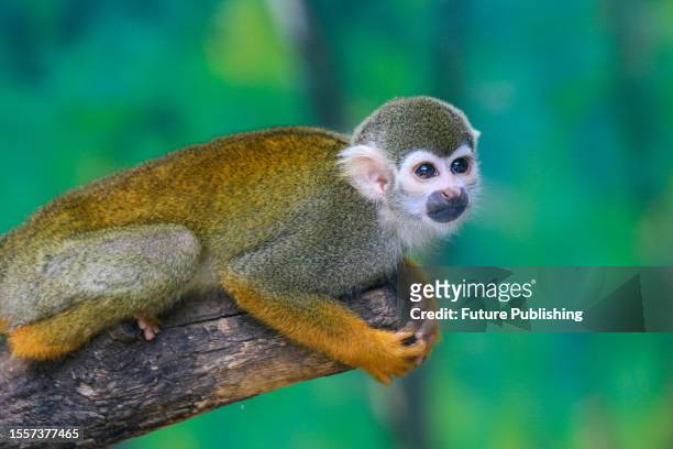 Squirrel monkey rests in its pen at a zoo in Zhengzhou city in central China's Henan province.