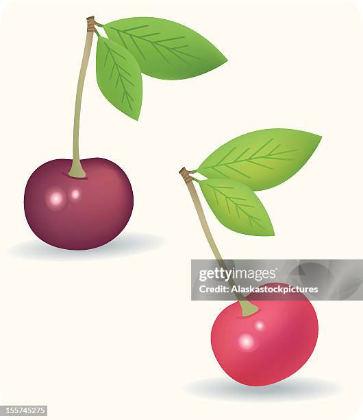 cherry (bright and dark) - sour cherry stock illustrations