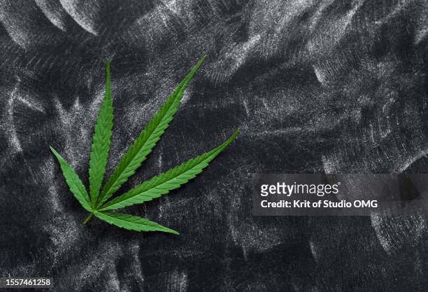 the cannabis leaves on the chalkboard - kreide tafel kräuter stock-fotos und bilder
